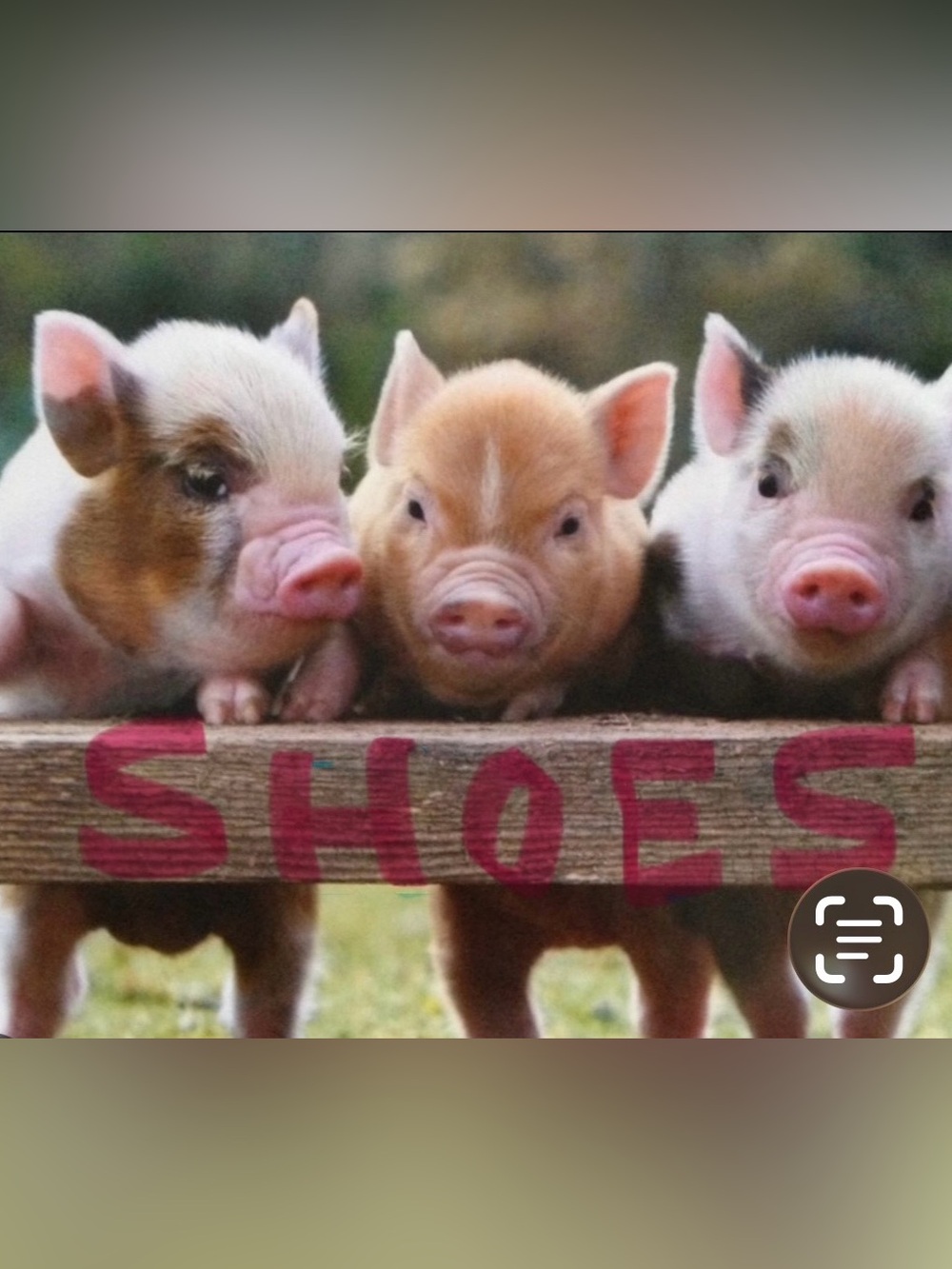 🐷 Ape’s Closet 🐷